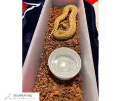 Ball python Combo